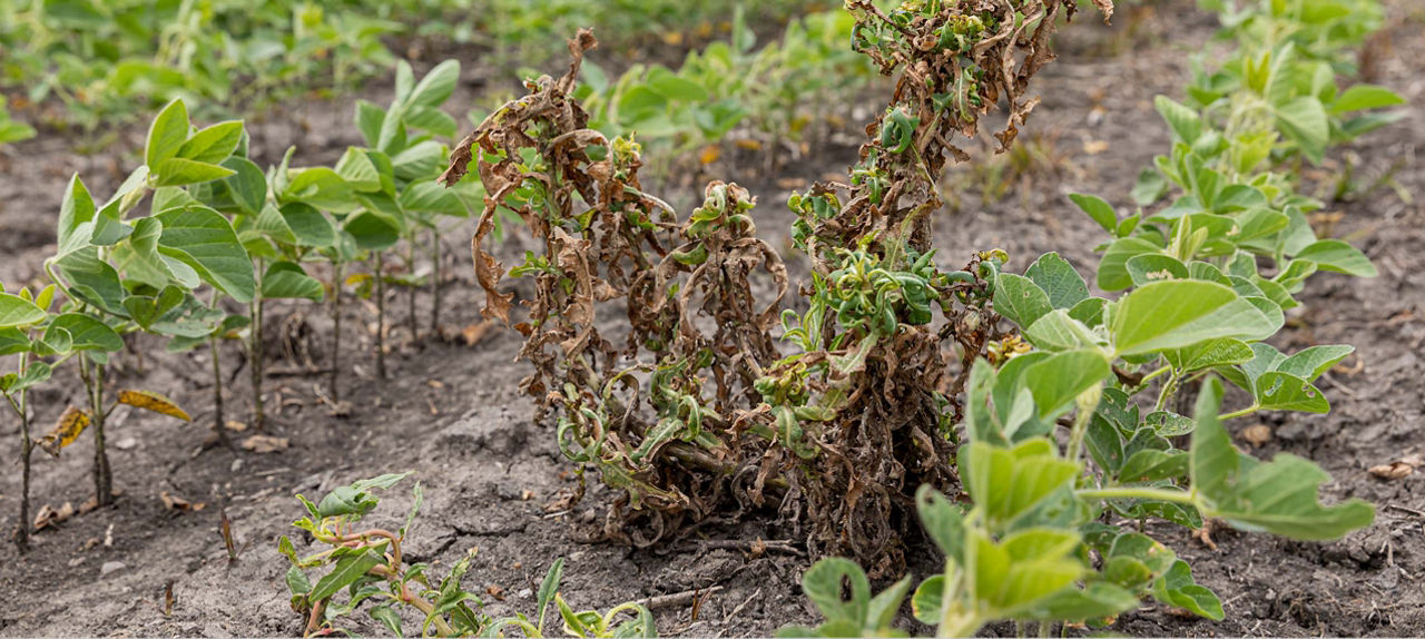 soybean growth