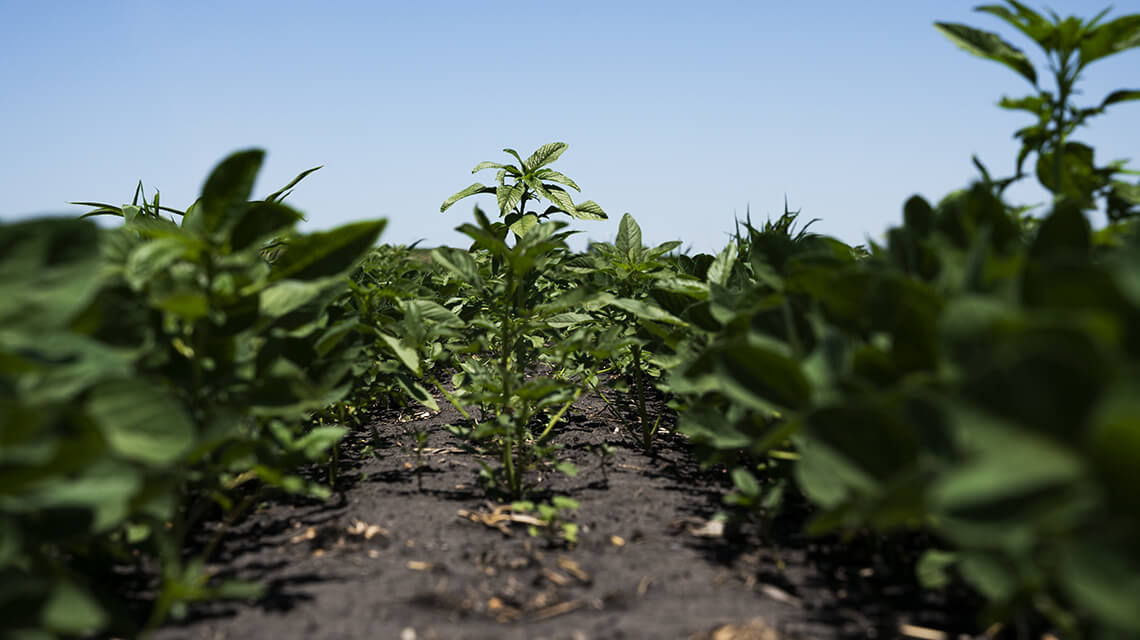 Weeds growing in soybean row