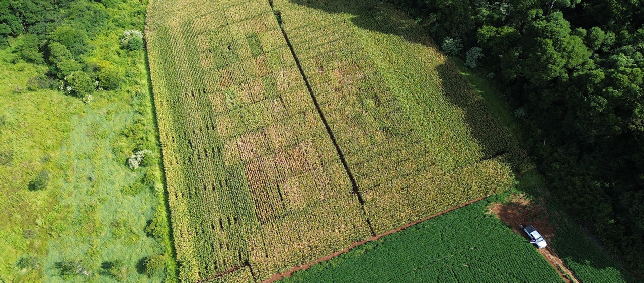 Benefícios de utilizar Utrisha™ N no cultivo de milho para silagem
