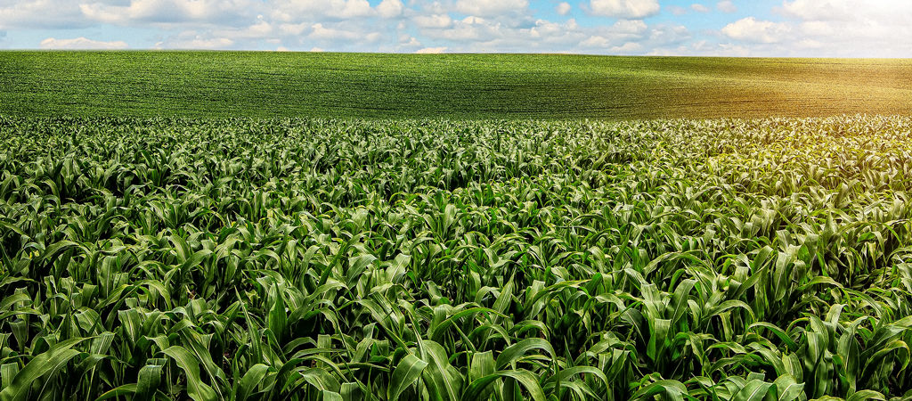 Planta de milho com pulgão nas folhas