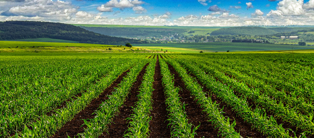 Planta de milho com pulgão nas folhas