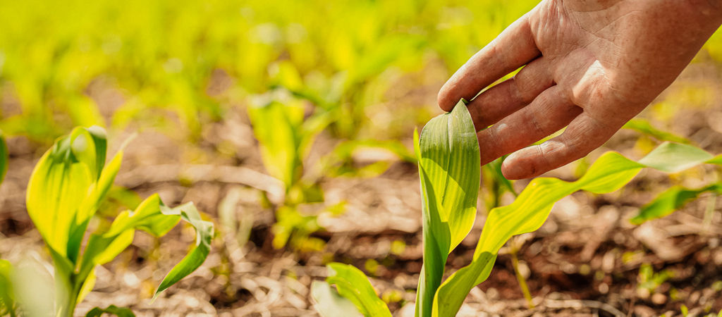 Planta de milho com pulgão nas folhas