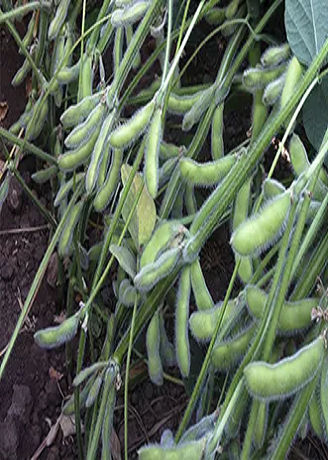 IMG_CROP_soja_alt