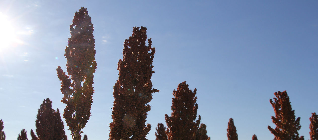 Pulgão na cultura do sorgo: conheça os riscos e o manejo