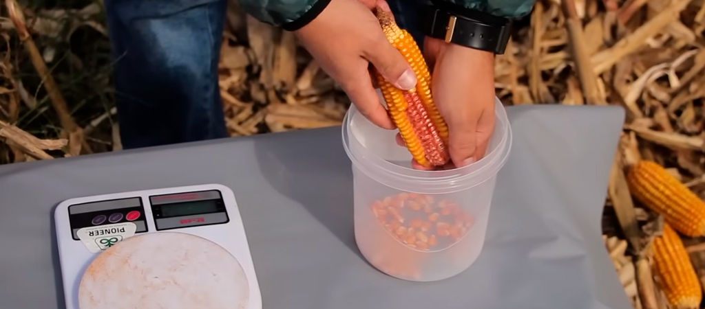Homem removendo milhos da espiga para pesar