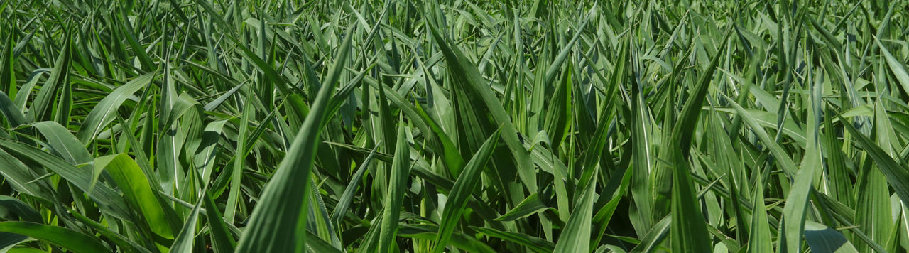 Beauty shot of cornfield