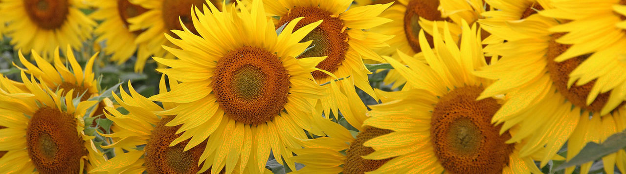 Cultivo de girasol