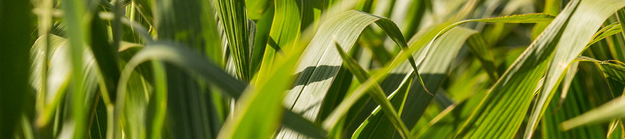 Primer plano de cultivo de maiz