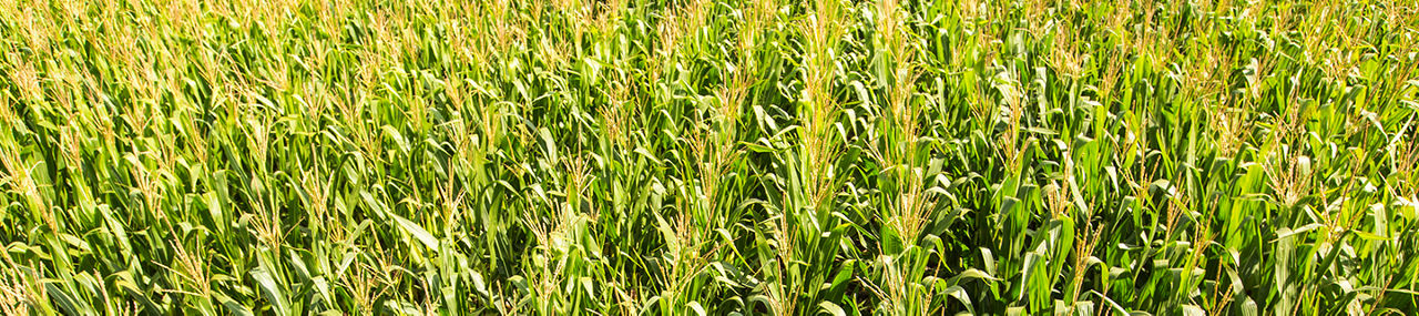 Cultivo de maiz