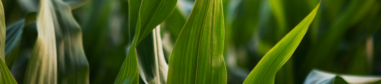 Primer plano de cultivo de maiz