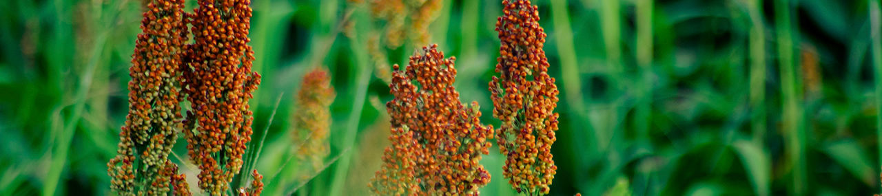 Cultivo de sorgo