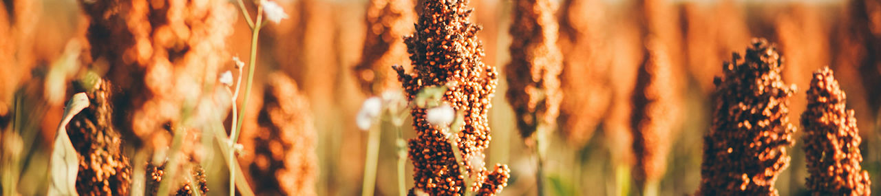 Cultivo de sorgo