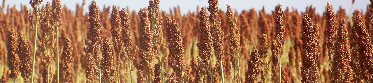 Cultivo de sorgo