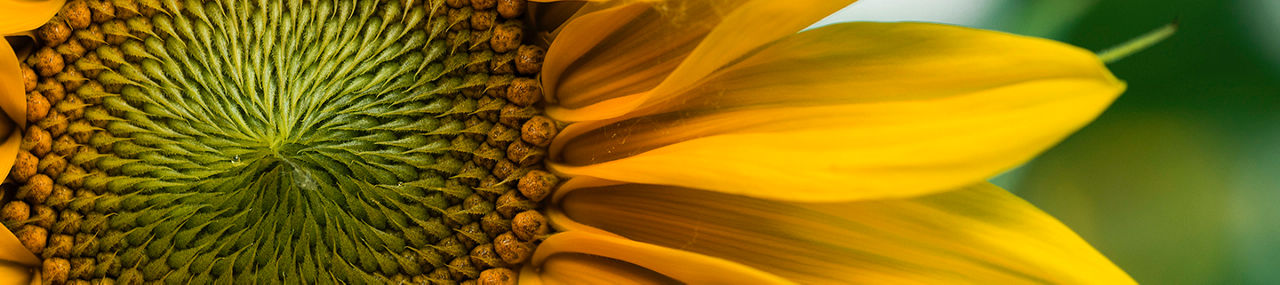 PPP de cultivo de girasol
