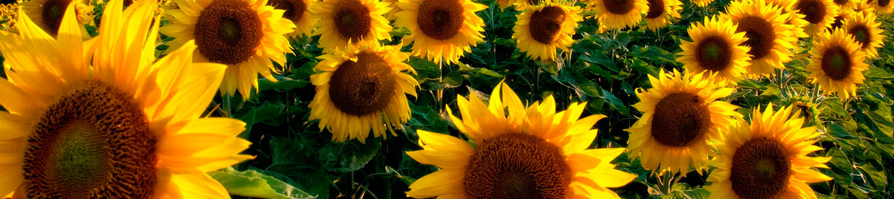 Cultivo de girasol