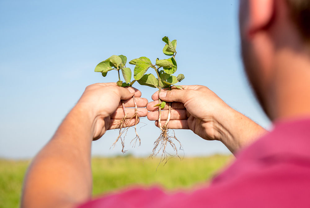 Inspecting Soybeans