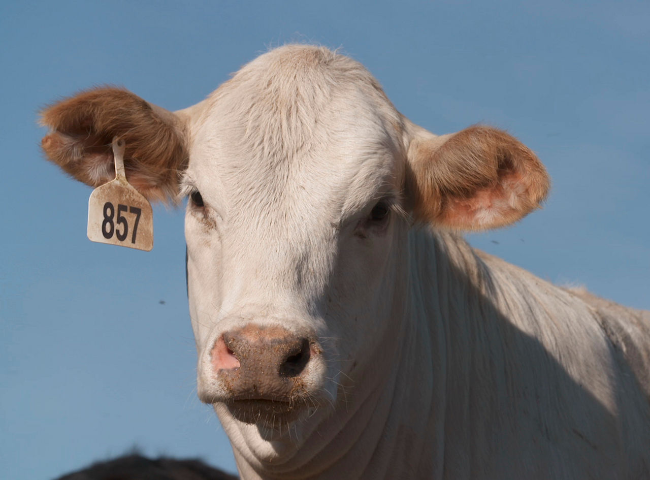 Diary cow