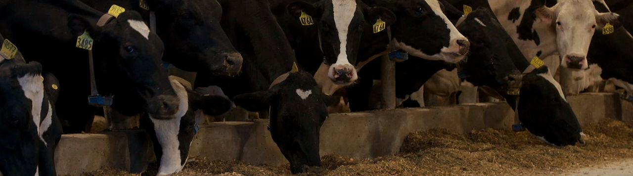 Diary cows eating silage in barn