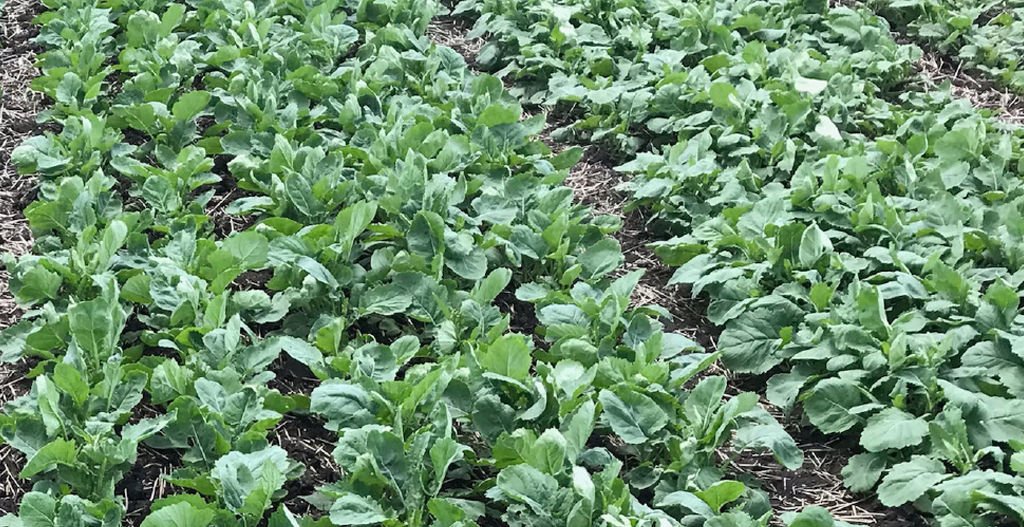 Pioneer® brand P501L with the LibertyLink® trait