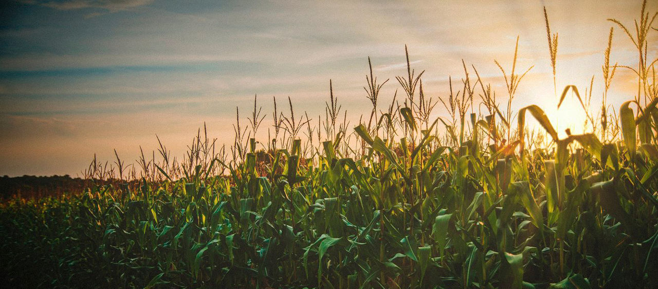 foto de por do sol na plantação de milho