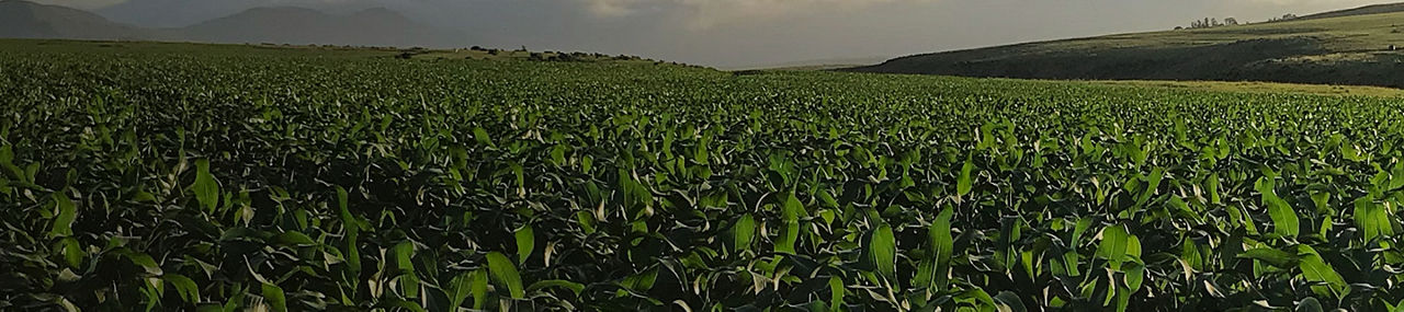 P8451 - kukurydza na ziarno I kiszonkę.