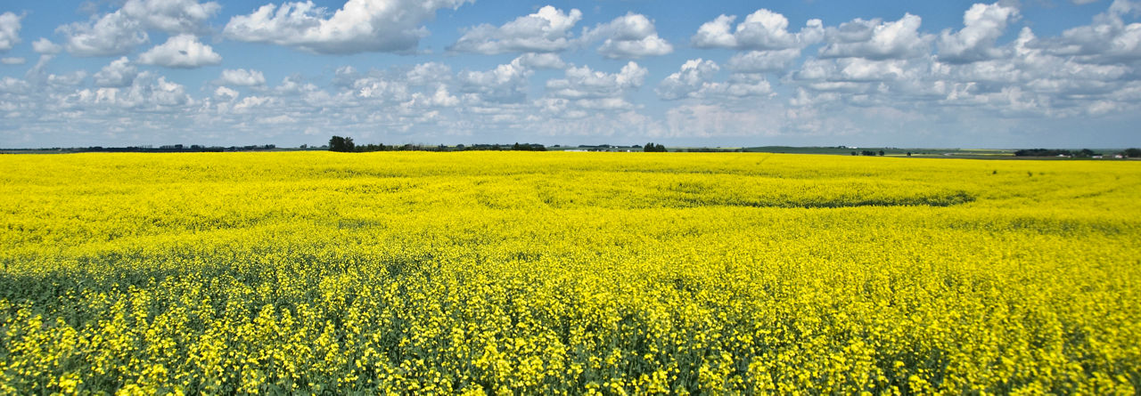 canola hybrids