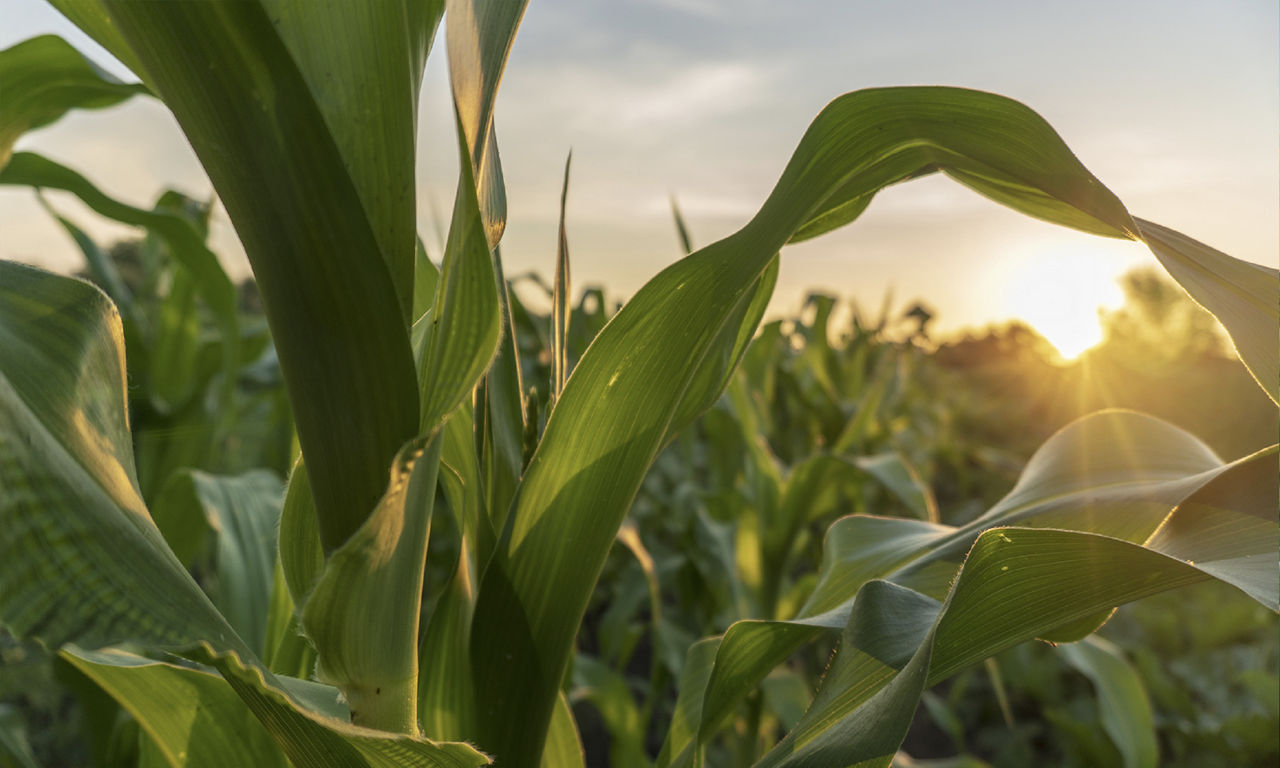 IMG_ZM_maize-east_Zambia_new-Pioneer-v1
