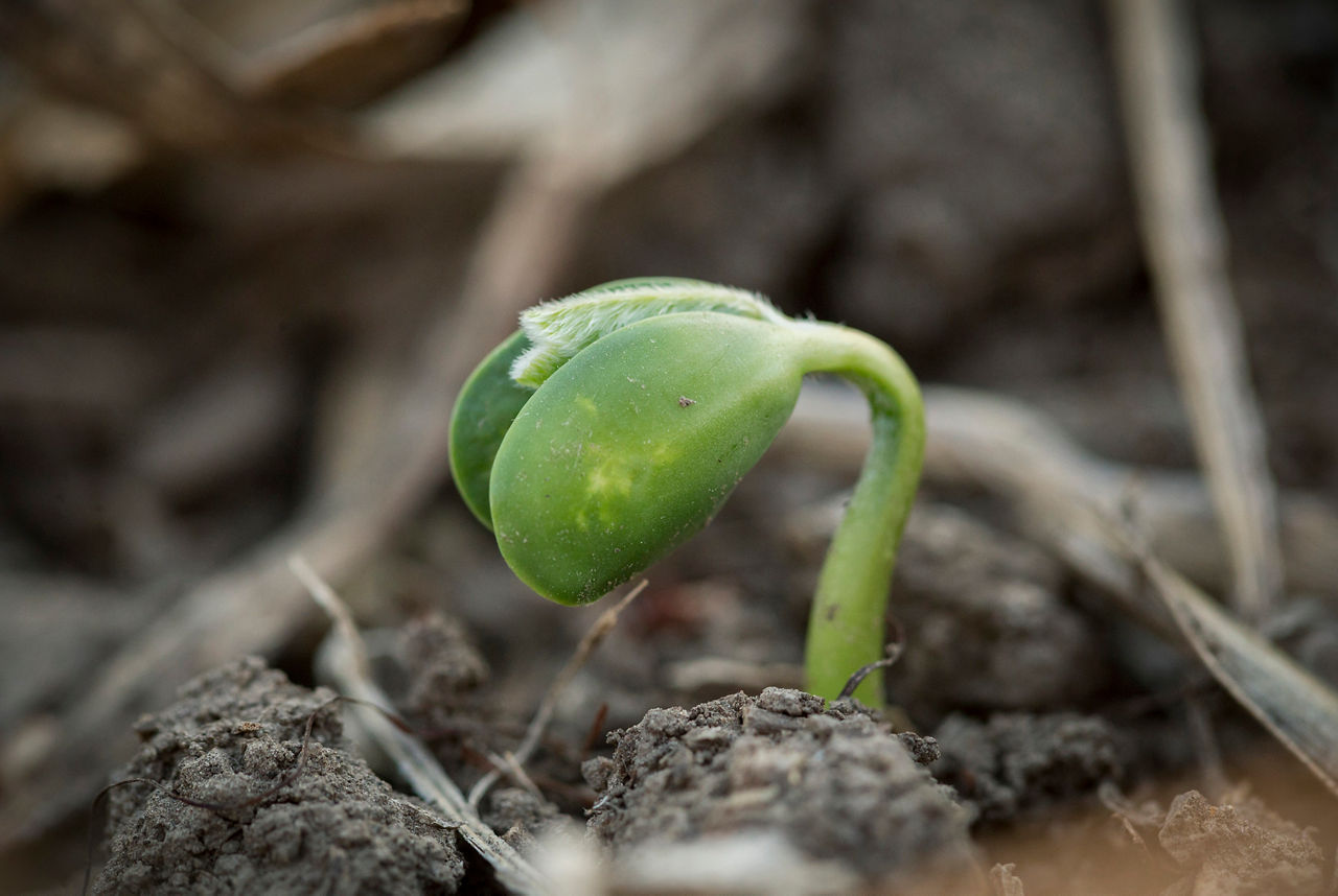 Enhanced Plant Health and Vigor
