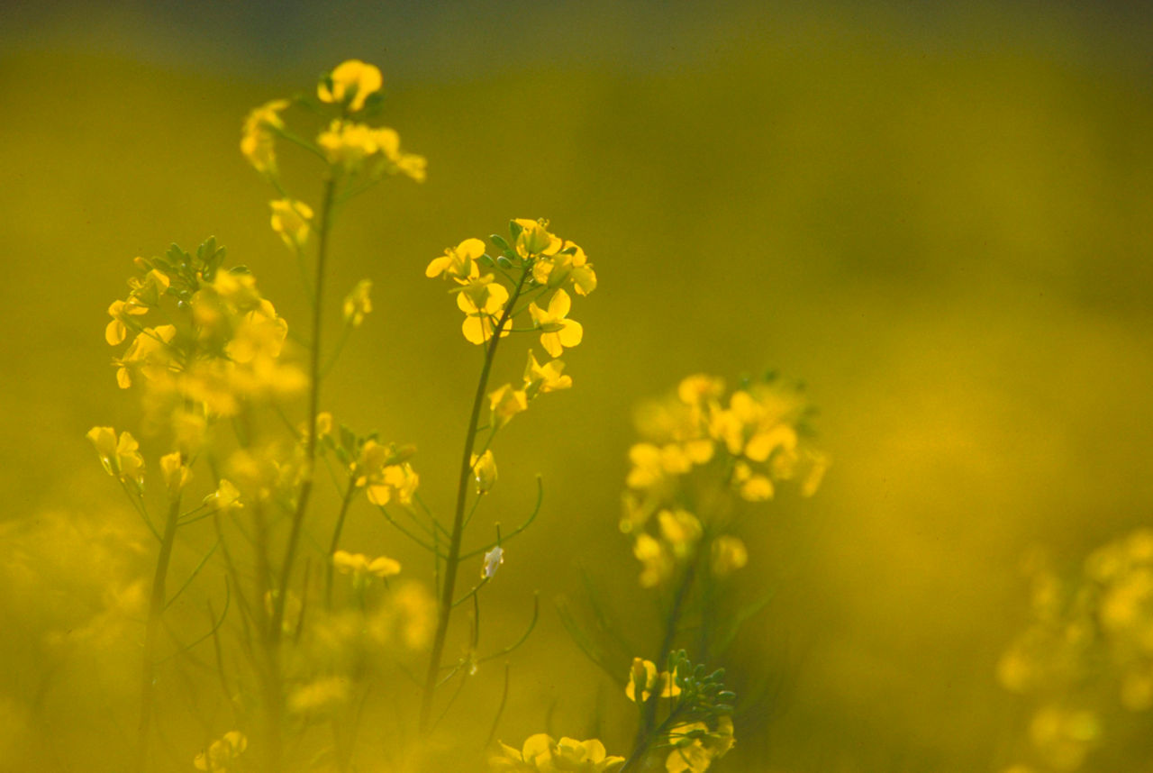 Canoloa plants in field - closeup