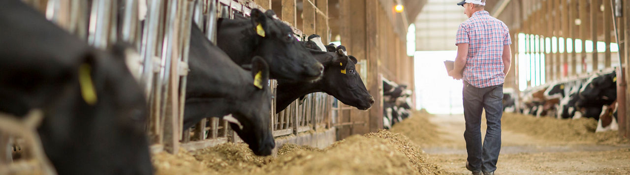Diary cows eating silage