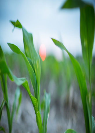 IMG_emergence-corn-close-up-1_NEW