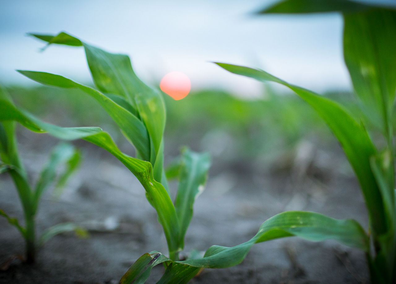 corn emergence