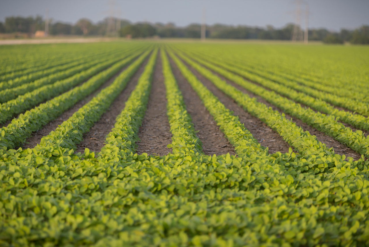 Diverse, Growing Lineup Helps Maximize Productivity