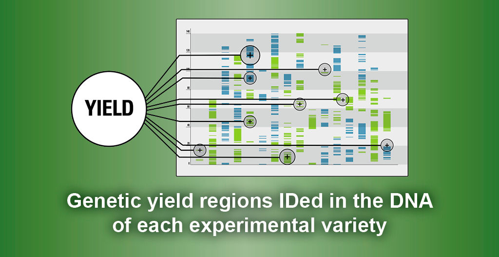 Genetic Yield Graph
