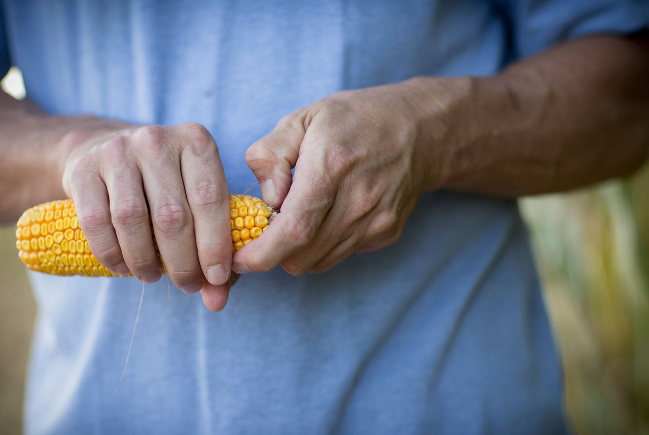Advancing Yellow Corn Characteristics