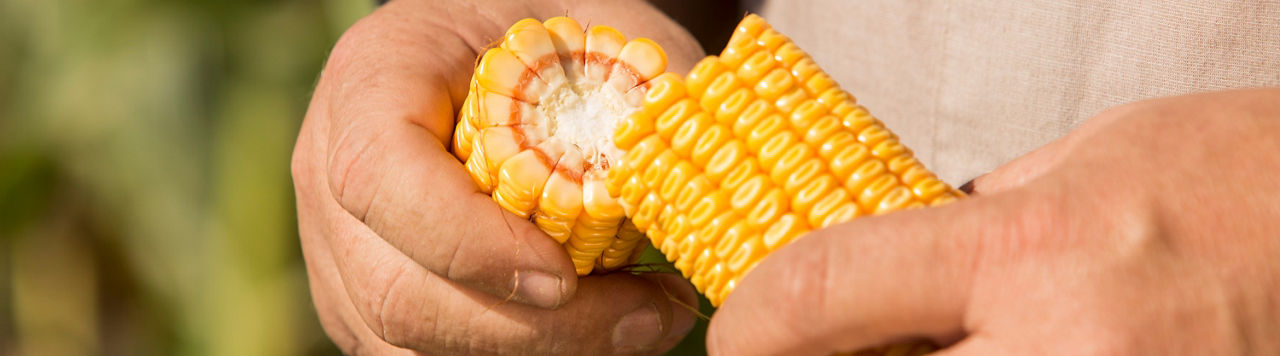 Man inspecting forage corn cob