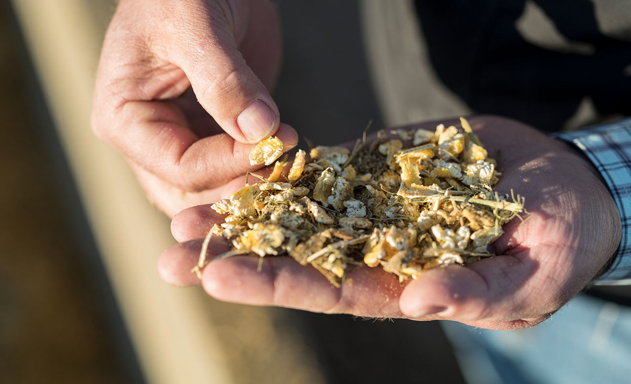 Inspecting silage
