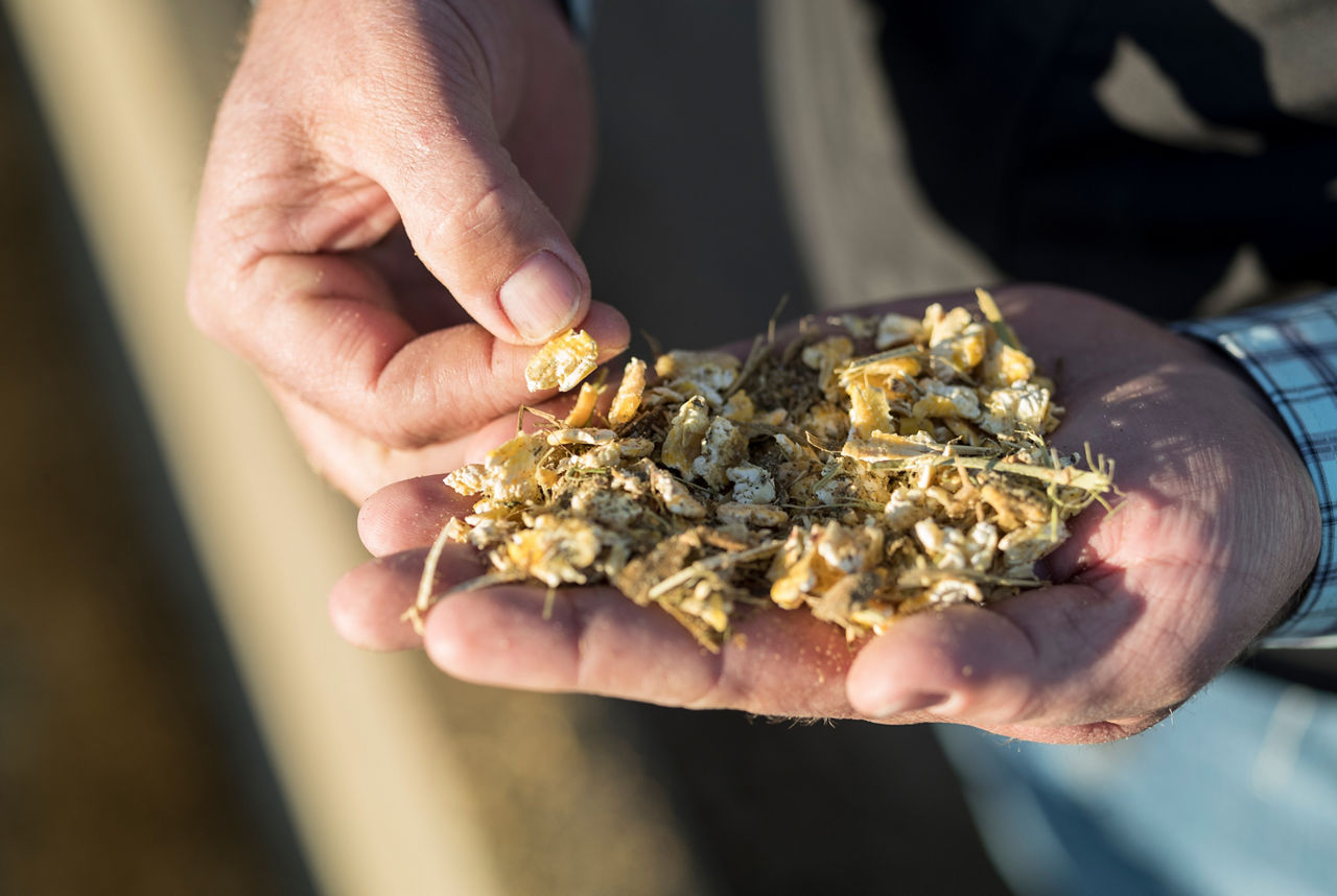 silage in hand