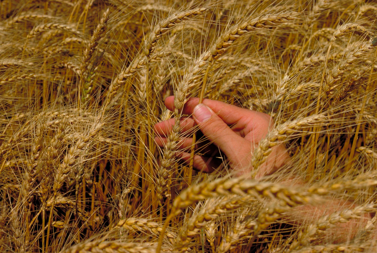 Wheat field