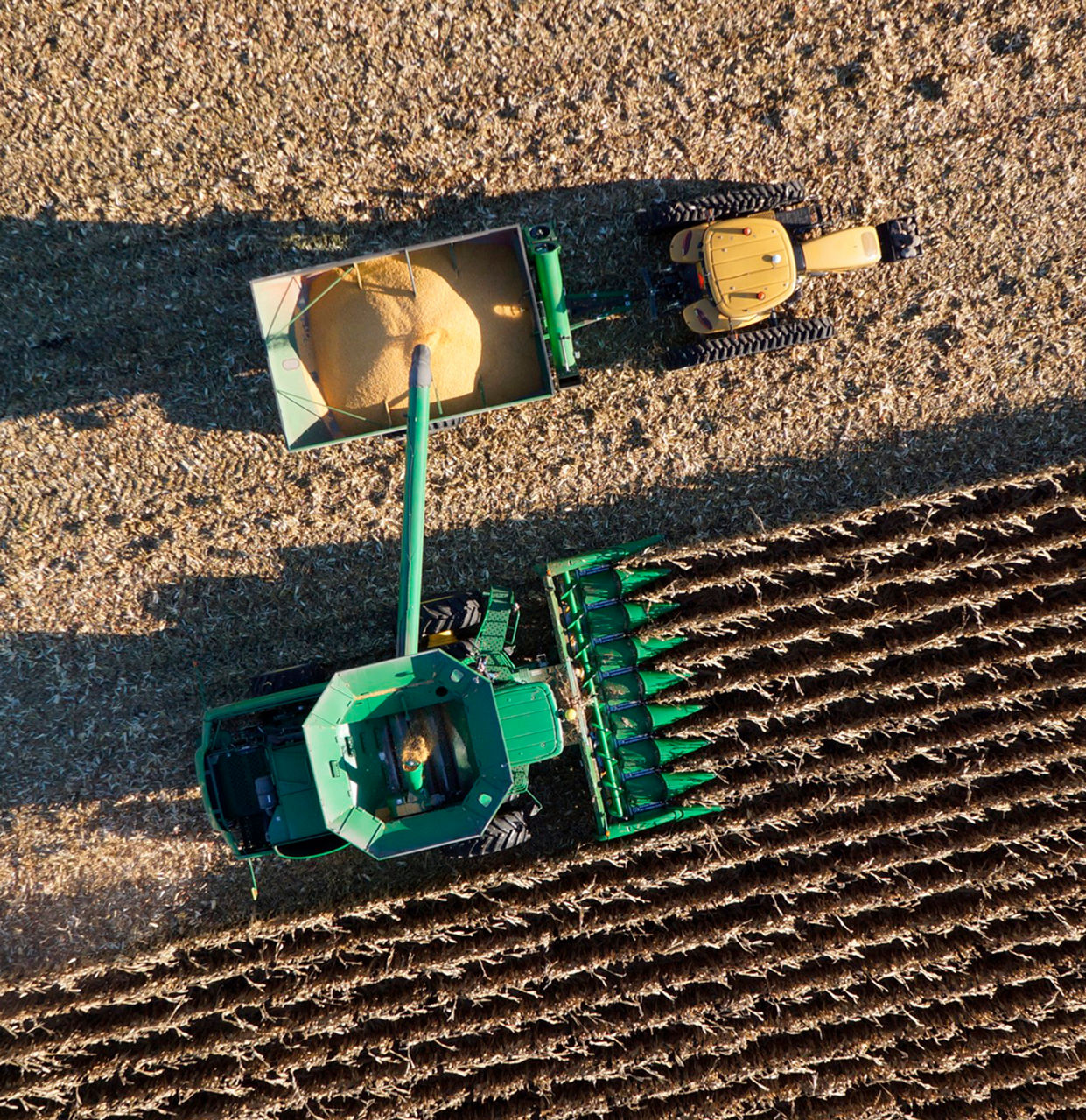 Harvesting soybean field