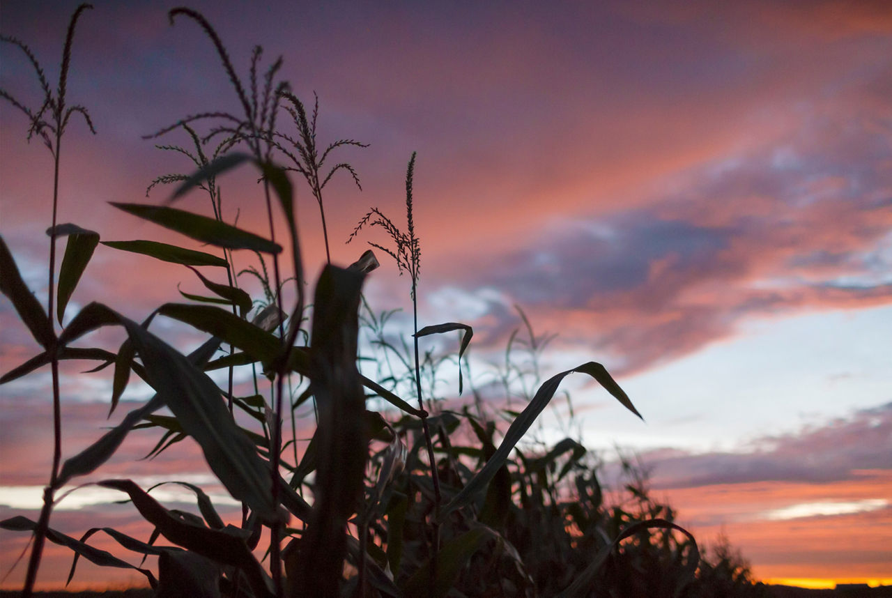 Corn tassles in sunset sky