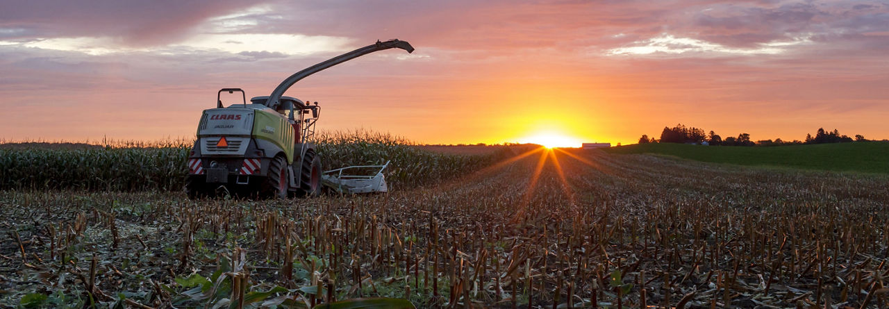 Harvesting corn in field
