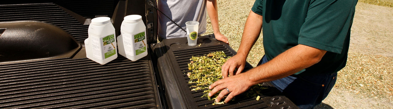 Men inspecting forage