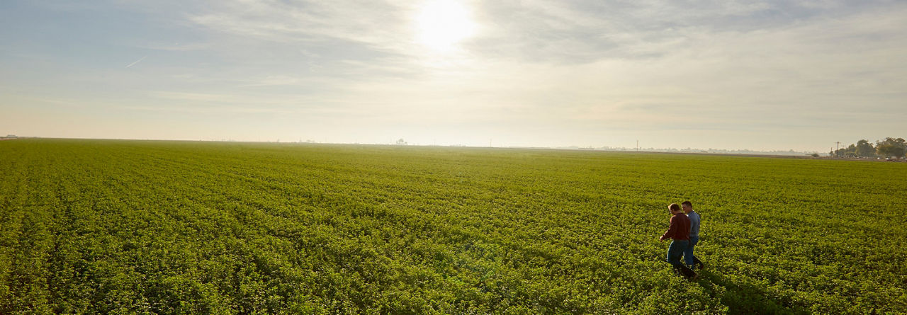man in alfalfa field