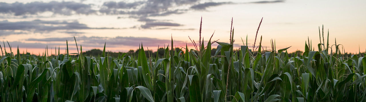 Midseason corn field