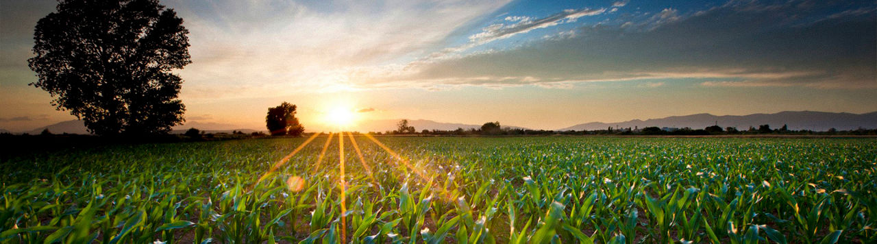 Pôr-do-sol com plantação de milho e árvores