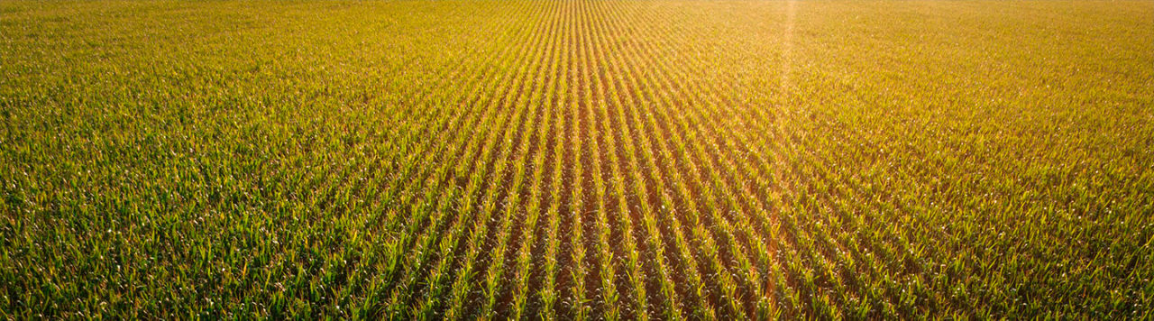 Lavoura de milho com luz do sol