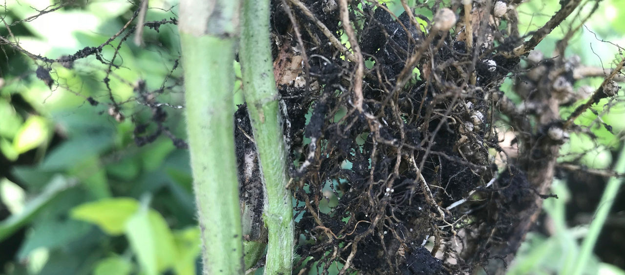 nemotodes on roots