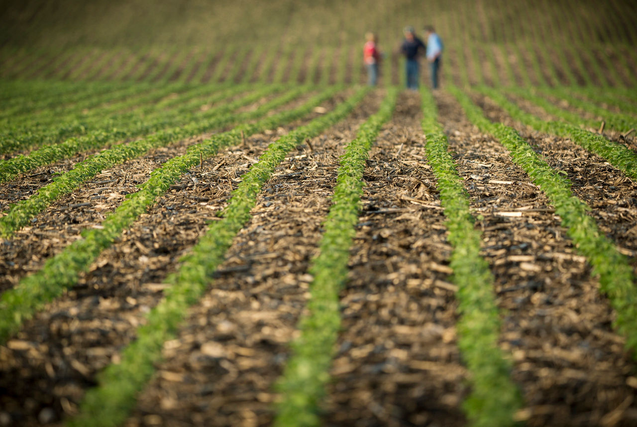 Emergence soybean field