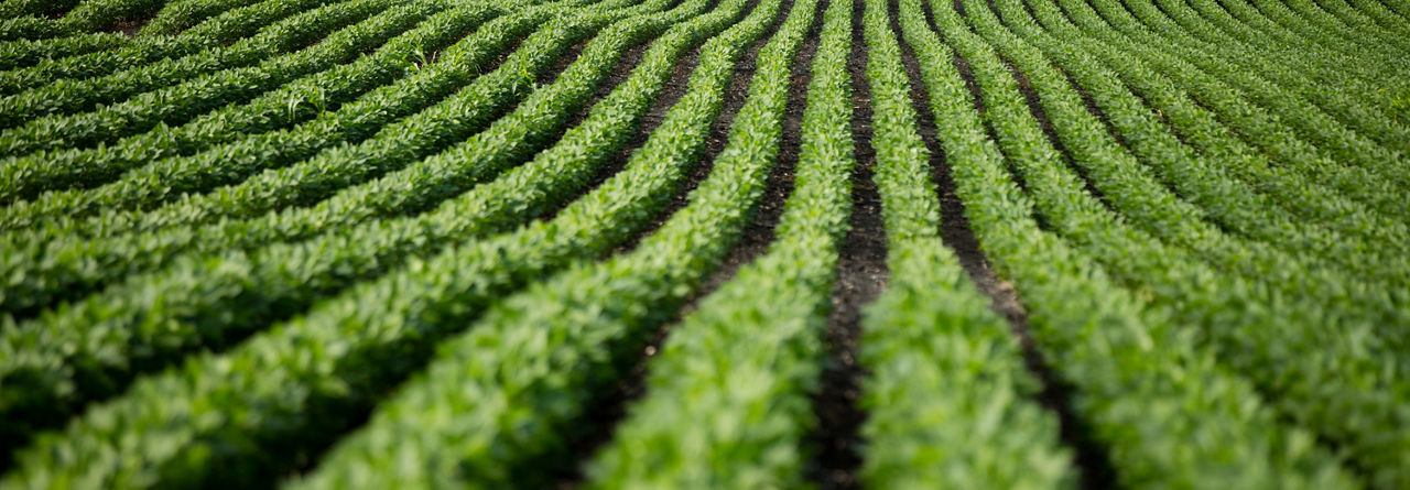 Photo - for soybean seed treatment - soybean field